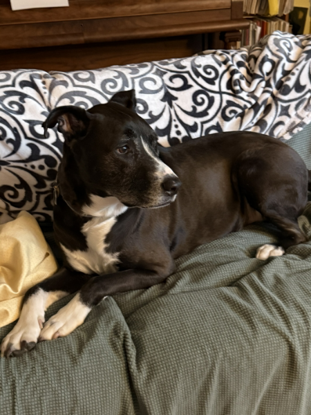 Dog picture